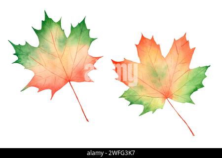 Ensemble de feuilles d'érable d'automne aquarelle isolé sur fond blanc. Les illustrations conviennent aux dessins de festivals d'automne, invitations, affiches Banque D'Images