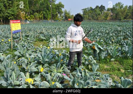 Non exclusive : 30 janvier 2024 Sylhet, Bangladesh : le jeune agriculteur MITHUN DEY travaille dans ses champs de choux-fleurs colorés. Il cultive un total de 6 co Banque D'Images