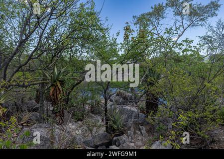 Lac Otjikoto près de Tsumeb, Namibie Banque D'Images