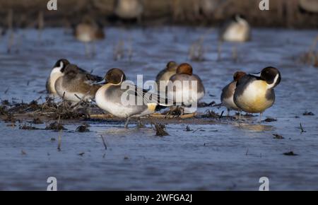 Un groupe de Pintail du Nord Anas acuta au repos à la réserve du marais frampton de la RSPB dans le Lincolnshire Banque D'Images