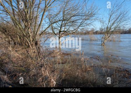 Inondations du Rhin dans les prairies du Rhin de Cologne Banque D'Images