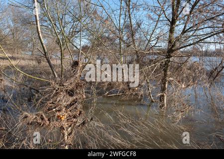 Inondations du Rhin dans les prairies du Rhin de Cologne Banque D'Images