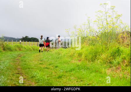 Les gens marchent sur la piste côtière Okura de long Bay. Fleurs sauvages jaunes le long de la piste. Auckland. Banque D'Images