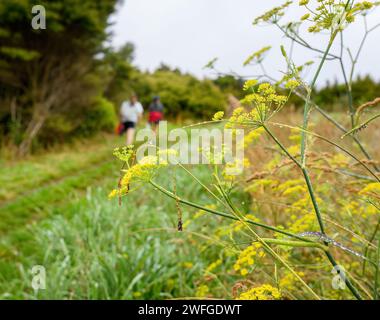 Fleurs sauvages le long de la piste côtière Okura Track de long Bay. Personnes méconnaissables randonnant sur la piste. Auckland. Banque D'Images