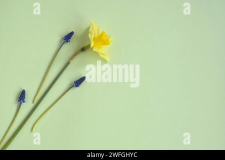 Une fleur de jonquille jaune et des jacinthes de raisin tendres sur fond vert pâle. Vue de dessus, pose à plat. Espace de copie. Fleurs de printemps, vacances, pâques. Banque D'Images