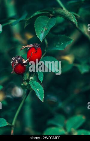 Hanches roses rouges sur une branche de buisson sur un fond flou naturel Banque D'Images