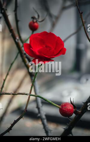 Rose de thé rouge florissante et rose sauvage déjà fanée sur les branches d'un buisson Banque D'Images