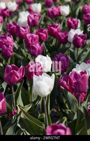 Fleurs de tulipe dans le fond de texture de couleurs violettes et blanches dans la lumière du soleil de printemps Banque D'Images