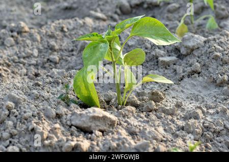 Les semis d'un arbuste de poivron sont plantés dans le sol du jardin. Banque D'Images