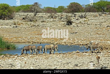 African Waterhole - Pretty Homob a une source naturelle qui attire de nombreux animaux - à Etosha avec des zèbres buvant de source naturelle Banque D'Images