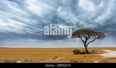 Acacia Tree avec Etosha Pan au loin avec quelques springbok se nourrissant sur les plaines africaines jaunes sèches Banque D'Images