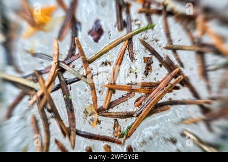 Forestry. Aiguilles d'épinette et particules d'écorce sur neige fondue au printemps. Macro ultra d'arrière-plan d'acérose Banque D'Images