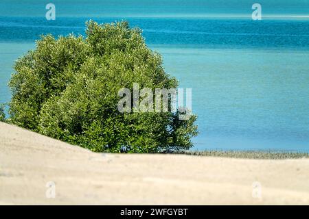 Désert de bord de mer, où les éléments de sable et de vent et les éléments de vent et d'eau. Nuances de jaune et de bleu plus verdure. Péninsule arabique et Banque D'Images