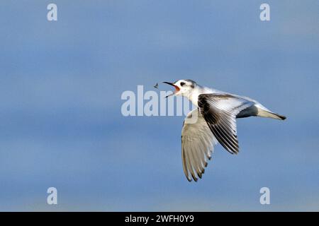 Le petit goéland (Hydrocoloeus minutus, Larus minutus), en plumage juvénile, attrape l'éphémère en vol, Suède, Uppsala laen, Aelvkarleby Banque D'Images