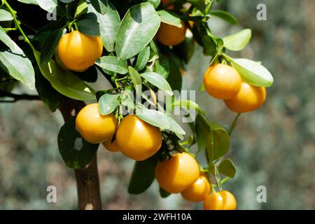 Calamondin, Calomondin, Camalmansi (Citrus madurensis, Citrofortunella microcarpa, Citrus fortunella, Citrus mitis), plante en pot avec des fruits Banque D'Images