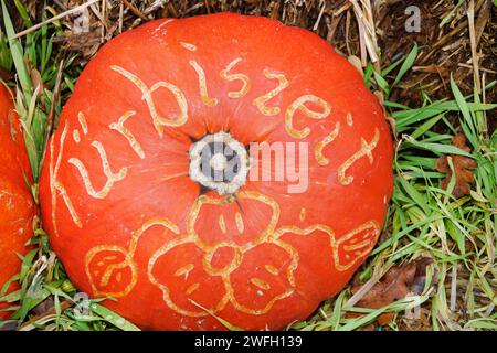 Courge kuri rouge, courge Hokkaido, Hokkaido, courge kuri rouge (Cucurbita maxima 'Hokkaido', Cucurbita maxima Hokkaido), citrouille avec inscription citrouille Banque D'Images