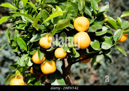 Calamondin, Calomondin, Camalmansi (Citrus madurensis, Citrofortunella microcarpa, Citrus fortunella, Citrus mitis), plante en pot avec des fruits Banque D'Images