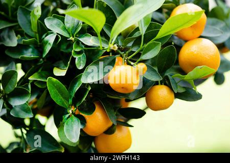 Calamondin, Calomondin, Camalmansi (Citrus madurensis, Citrofortunella microcarpa, Citrus fortunella, Citrus mitis), plante en pot avec des fruits Banque D'Images