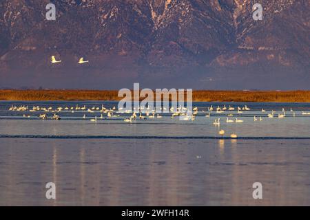 Les cygnes toundra (Cygnus columbianus) se reposent et se nourrissent dans les eaux de l’unité 2 au refuge d’oiseaux migrateurs de la rivière Bear, près de Brigham City, dans le comté de Box Elder, en Utah. Banque D'Images