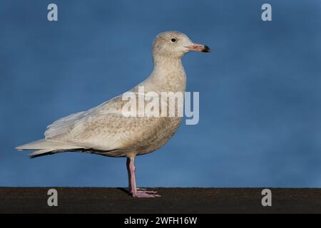 Mouette glauque (Larus hyperboreus), oiseau immature debout sur un mur, vue latérale, Açores, Terceira Banque D'Images