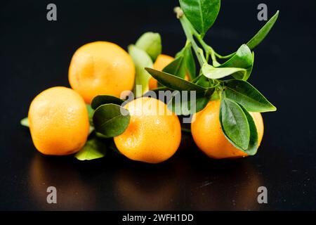 Calamondin, Calomondin, Camalmansi (Citrus madurensis, Citrofortunella microcarpa, Citrus fortunella, Citrus mitis), fruits sur fond noir Banque D'Images