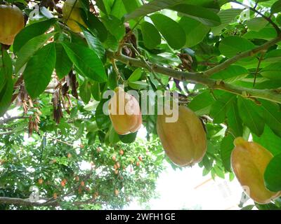 Acke, acki, akee, pomme ackee (Blighia sapida), fruits sur l'arbre, Jamaïque Banque D'Images