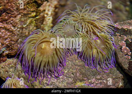 Anémone de snakelocks, anémone d'opelette (Anemonia sulcata, Anemonia viridis), image sous-marine, Madère Banque D'Images