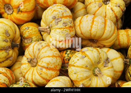 Pumpkins en vente Banque D'Images