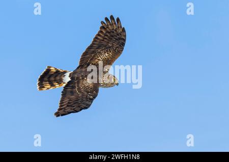 Harrier à poules (Circus cyaneus), femelle en vol plané, vue latérale, Italie, Parme Banque D'Images