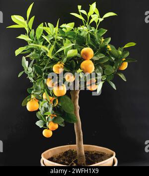 Calamondin, Calomondin (Citrus microcarpa, Citrus x microcapra, Citrus mitis), en pot Banque D'Images