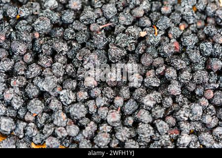 Chokeberry noir (Aronia melanocarpa, Photinia melanocarpa), sèche Chokeberries noires Banque D'Images