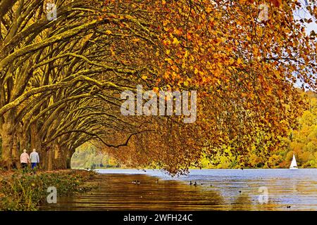 Tunnel d'avion coloré en automne sur la rive du lac Baldeney, Allemagne, Rhénanie du Nord-Westphalie, région de la Ruhr, Essen Banque D'Images