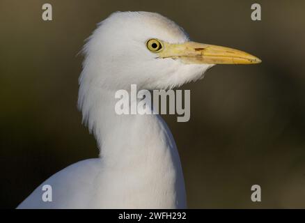 Aigrette de bovins, héron à dos de chamois (Ardea ibis, Bubulcus ibis), portrait, vue de côté, Italie, Toscane Banque D'Images