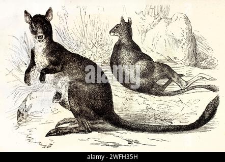 Vieille illustration gravée de Rock-Wallaby à queue de pinceau. Créé par Kertschmer et Illner, publié sur Brehm, les Mammifères, Baillière et fils, Paris, Banque D'Images