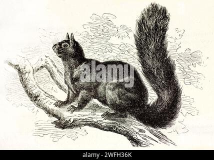 Vieille illustration gravée de Fox Squirrel sur une branche. Créé par Kertschmer, publié sur Brehm, les Mammifères, Baillière et fils, Paris, 1878 Banque D'Images