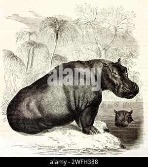 Vieille illustration gravée d'Hippopotamus. Créé par Kertschmer et Schmid, publié sur Brehm, les Mammifères, Baillière et fils, Paris, 1878 Banque D'Images