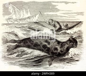 Phoque à capuchon (Cystophora cristata) gisant sur la roche côtière, ignorant qu'un chasseur s'approche avec une lance. Icebergs et autres phoques en arrière-plan. 1878 Banque D'Images