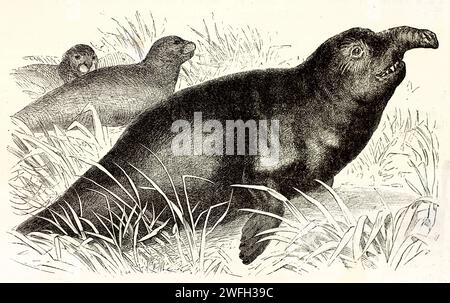 Éléphants de mer du sud (Mirounga leonina) reposant dans la végétation côtière, montrant des nez allongés distinctifs. Illustration zoologique gravée, 1878. Banque D'Images