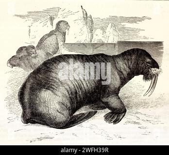 Vieille illustration gravée de Walrus. Créé par Kertschmer et Iahrgmargt, publié sur Brehm, les Mammifères, Baillière et fils, Paris, 1878 Banque D'Images