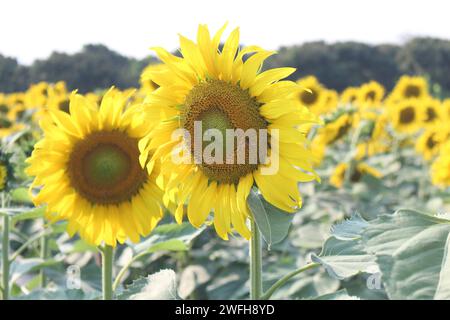 Un champ vibrant de tournesols se prélassant dans la chaleur du soleil par une belle journée Banque D'Images
