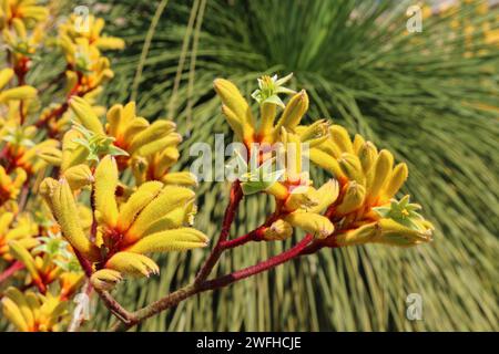 Fleur de patte de kangourou jaune australien (Anigozanthos pulcherrimus) devant une grastree Banque D'Images