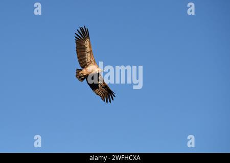 Grand vautour s'élevant à travers le ciel bleu clair Banque D'Images