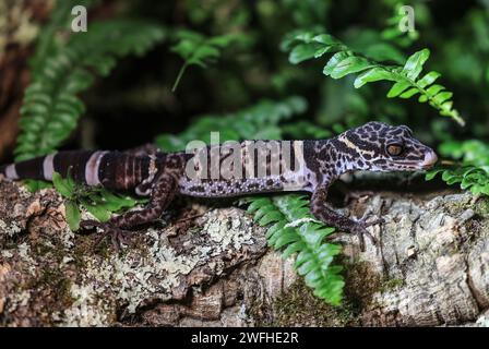 Cologne, Allemagne. 31 janvier 2024. Un gecko tigre est assis sur un tronc d'arbre au zoo de Cologne. Le gecko est l'animal du zoo de l'année 2024. Crédit : Oliver Berg/dpa/Alamy Live News Banque D'Images