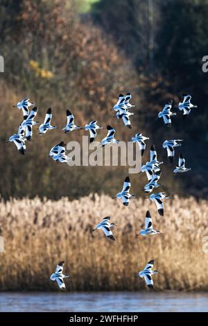 Pied Avocet, Recurvirostra avosetta, oiseaux en vol au-dessus des marais d'hiver au lever du soleil Banque D'Images