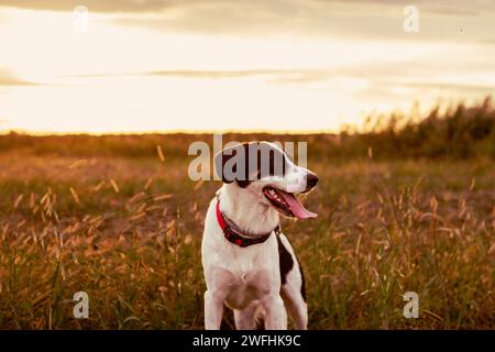 Chien noir et blanc marchant librement dans le fiel de campagne tandis que le coucher du soleil doré hor Banque D'Images