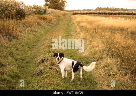 Chien noir et blanc marchant librement dans le fiel de campagne tandis que le coucher du soleil doré hor Banque D'Images