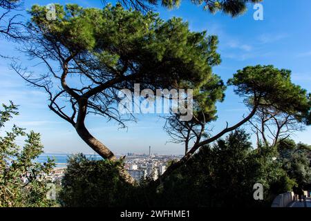 Vue en grand angle de la Grande Mosquée d'Alger. Vue panoramique. Banque D'Images