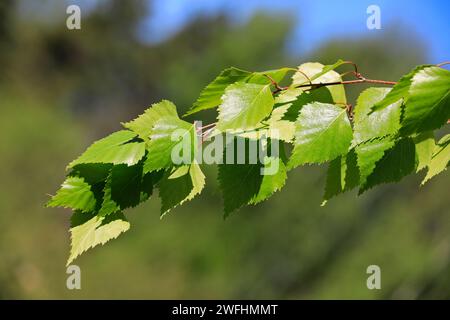 Vert Betula pendula, bouleau argenté, feuilles sur une journée ensoleillée de printemps. Les extraits d'écorce de B. pendula inhibent la croissance de lignées cellulaires humaines malignes in vitro. Banque D'Images