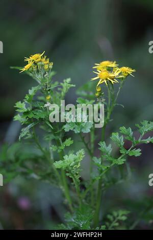 Jacobaea vulgaris, également appelé Senecio jacobaea, communément appelé ragwort commun, puant willie ou tansy ragwort, plante toxique sauvage du Finlan Banque D'Images