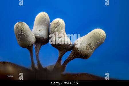 Sporocarpes de moisissure visqueuse (corps fructifiants) d'Arcyria sp. (Peut-être A, cinerea). Provenant de cultures d'écorces récoltées dans le sud-ouest de la Norvège. Banque D'Images